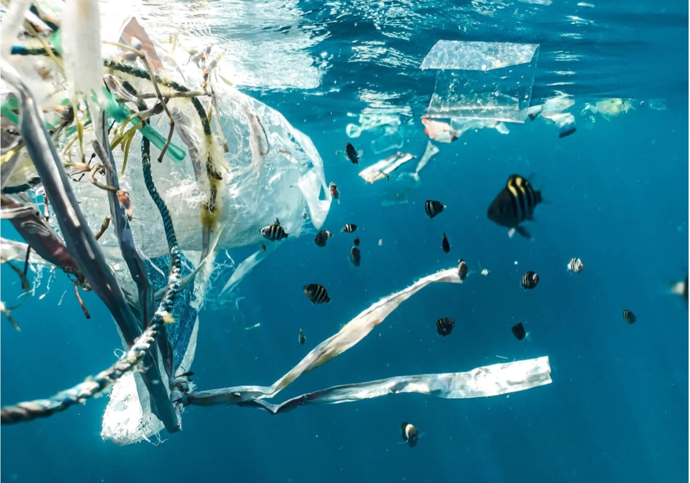 In unseren Ozeanen ist genug Plastik - Lasst uns endlich etwas verändern!