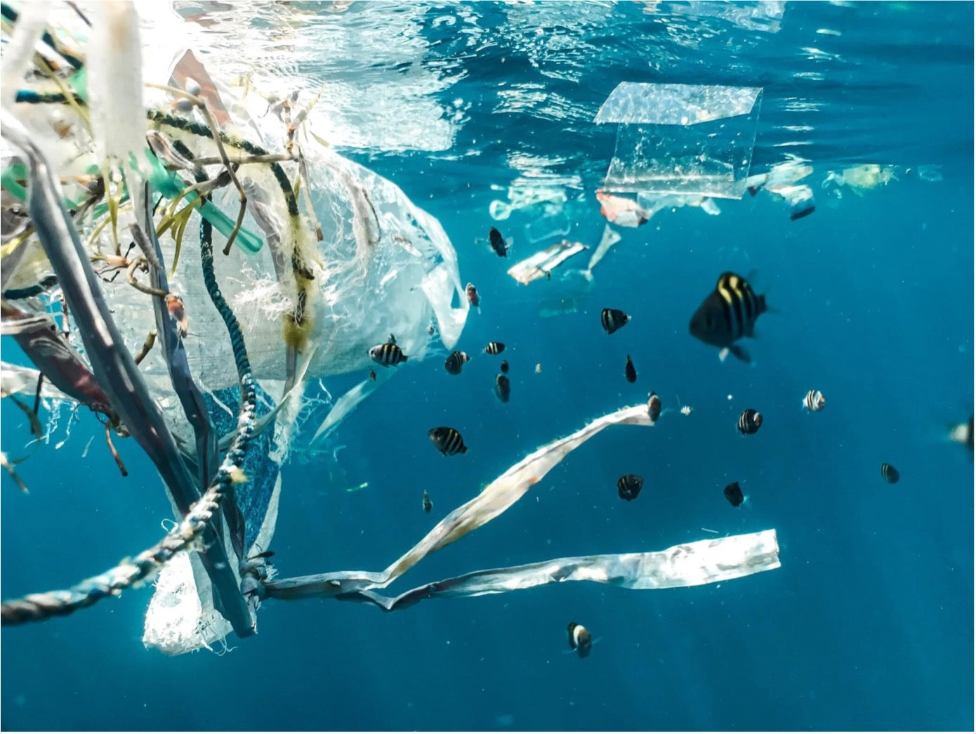 In unseren Ozeanen ist genug Plastik - Lasst uns endlich etwas verändern!